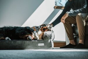 Top 5 Dog Beds for Ultimate Comfort and Support A Comprehensive Review