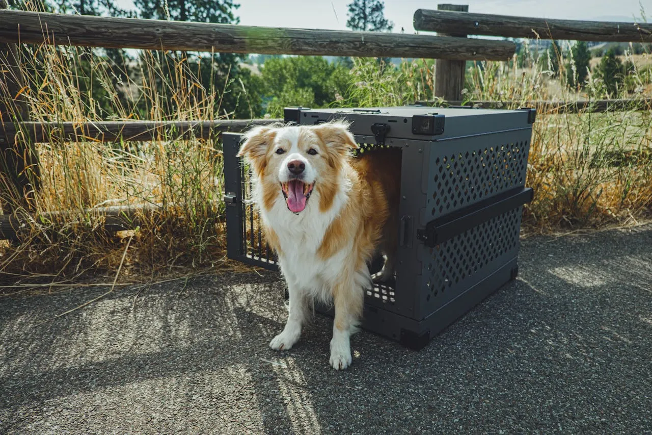 Top 5 Dog Crate Options on Amazon In-Depth Review for Every Dog Owner